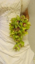 Lime cymbidium